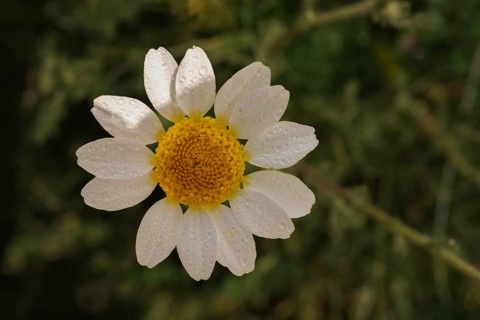 Beautiful daisy, Anacyclus clavatus, growing in the field with dewdrops at dawn