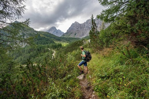 Mountaineer on a hiking trail between mountain pines, Carnic High Trail, view back to the Upper