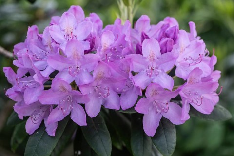 Rhododendron flowers (Rhododendron catawbiense Grandiflorum), Emsland, Lower Saxony, Germany,