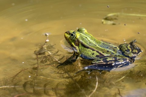 Green frog (Rana esculenta), Emsland, Lower Saxony, Germany, Europe