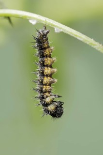 Small tortoiseshell (Nymphalis urticae, Aglais urticae), caterpillar shortly in front of pupation,