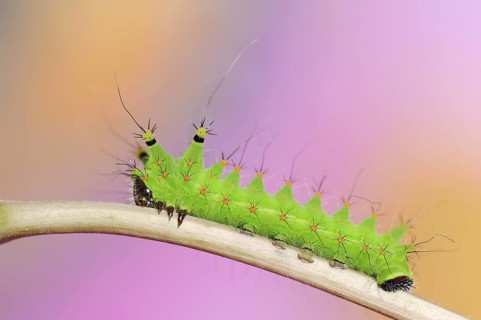 Indian luna moth (Actias selene), caterpillar, captive, occurrence in Asia