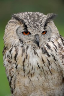 Bengal Eagle Owl (Bubo bengalensis, Bubo bubo bengalensis), captive, occurrence in Asia