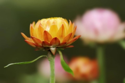 Immortelle or garden immortelle (Helichrysum bracteatum, Xerochrysum bracteatum), flower,