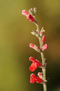 Guava sage (Salvia darcyi, Salvia oresbia), flowers, native to Mexico