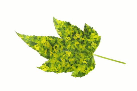 Beautiful mallow 'Goldprinz' (Abutilon cultivar), leaf on white background, ornamental plant
