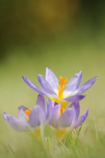 Sieber's crocus or Greek dwarf crocus (Crocus sieberi), North Rhine-Westphalia, Germany, Europe