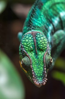 Panther Chameleon, terrarium in the Nuremberg Zoo, Nuremberg, Middle Franconia, Bavaria, Germany,