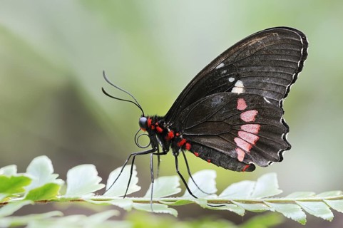 Parides butterfly or Parides butterfly (Parides iphidamas), captive, occurring in Central and South