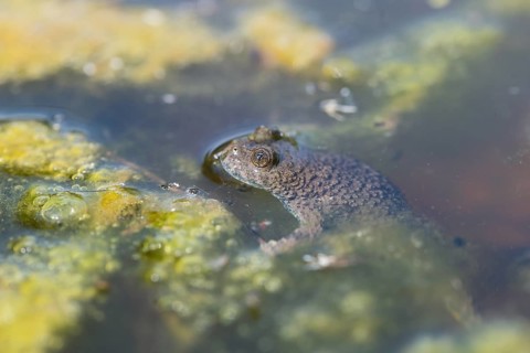 Yellow-bellied toad (Bombina variegata), among vegetation in the water, Stolberg, Germany, Europe
