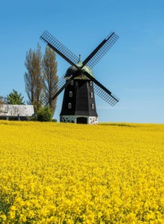 Windmill type Dutchman that was in use 1825, 1958, surrounded by blooming rapeseed fields and
