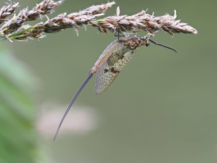 Dragonfly, rats, Styria, Austria, Europe