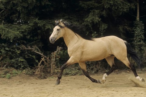 Andalusian, Andalusian horse