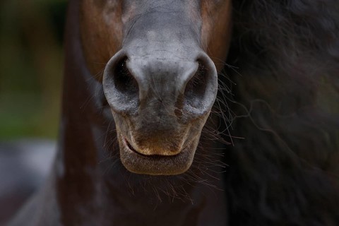 Friesian, Friesian horse