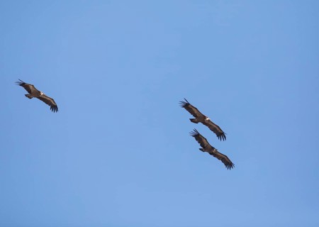 Griffon vulture (Gyps fulvus), Monfraguee National Park, Extremadura, Castilla La Mancha, Spain,