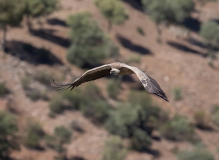 Griffon vulture (Gyps fulvus), Monfraguee National Park, Extremadura, Castilla La Mancha, Spain,