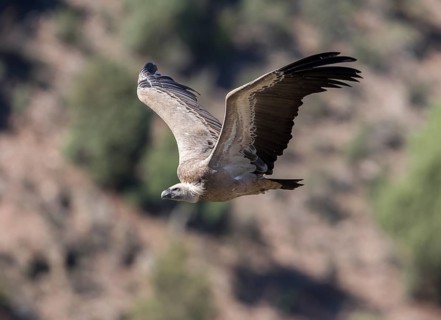 Griffon vulture (Gyps fulvus), Monfraguee National Park, Extremadura, Castilla La Mancha, Spain,