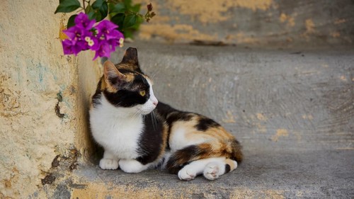 Relaxed cat lying next to a flower on a staircase, near Grand Master's Palace, Knights' Town,