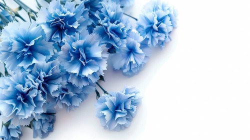 A cluster of blue carnation flowers with soft petals against a white background