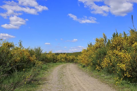 Forest path leads through a forest area destroyed by the bark beetle (Ips typographus) and