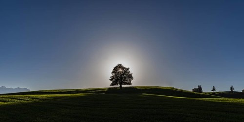 Common beech (Fagus sylvatica), in autumn at sunset, solitary tree near Rieden am Forggensee,