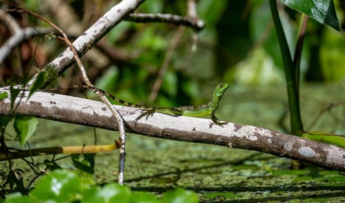 Juvenile plumed basilisk (Basiliscus plumifrons) sitting on a tree trunk above the water,