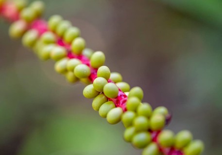 Fruits on the stem of a coligallo palm (Calyptrogyne ghiesbreghtiana), close-up, Tortuguero