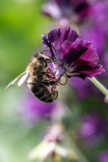 Honey bee (Apis mellifera) on cranesbill (Geranium phaeum), Emsland, Lower Saxony, Germany, Europe