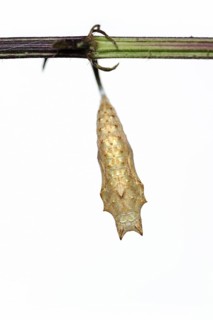 Small tortoiseshell (Nymphalis urticae, Aglais urticae), pupa against a white background, North