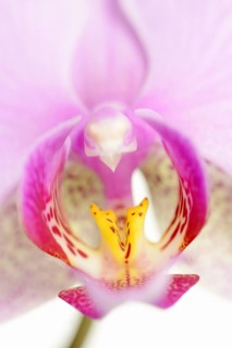 Butterfly orchid (Phalaenopsis), flower detail, houseplant, North Rhine-Westphalia, Germany, Europe