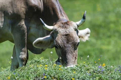 Allgaeu Brown Swiss, (Bos primigenius taurus), Allgaeu, Bavaria, Germany, Europe