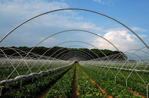 Strawberry plantations with tent poles, Chilcote, South Derbyshire, England, Great Britain