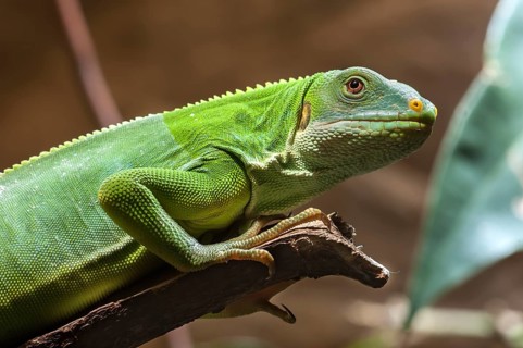 Fiji iguana (Brachylophus fasciatus) in the terrarium, Nuremberg Zoo, Nuremberg, Middle Franconia,