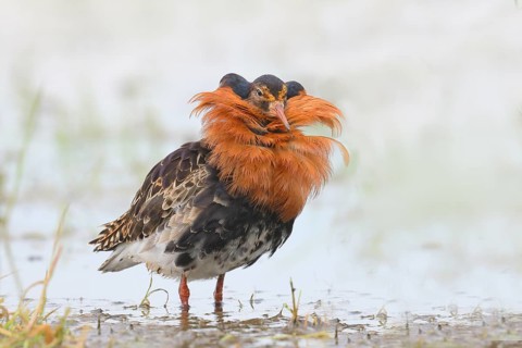 Ruff (Philomachus pugnax), adult male in splendour plumage, standing in wet meadow, snipe birds,