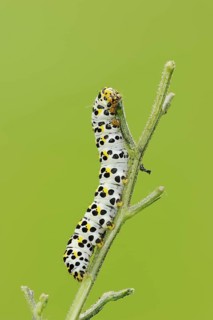 Brown-root monk (Shargacucullia scrophulariae), caterpillar, North Rhine-Westphalia, Germany,