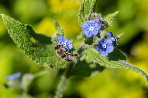 Honey bee (Apis mellifera) on Spanish ox tongue (Pentaglottis sempervirens), Emsland, Lower Saxony,