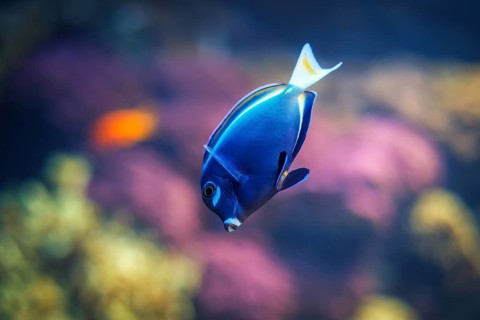 Powder-blue surgeonfish Acanthurus leucosternon aka powder blue tang fish underwater in sea