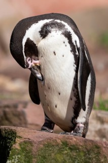 Humboldt penguin (Spheniscus humboldti) standing on a rock and preening itself, occurrence in South