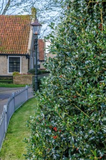 High hedge next to a garden fence and a road, traditional houses in the background, quiet rural