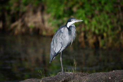 Black-headed heron (Ardea melanocephala) stands by a pond, Serengeti National Park, Tanzania,