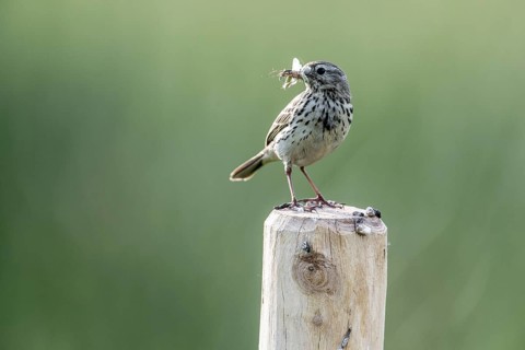 Meadow pipit (Anthus pratensis) with insects in its beak, Emsland, Lower Saxony, Germany, Europe