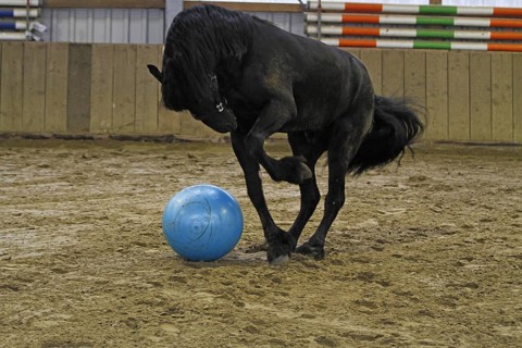 Friesian, Friesian horse, plays with the ball