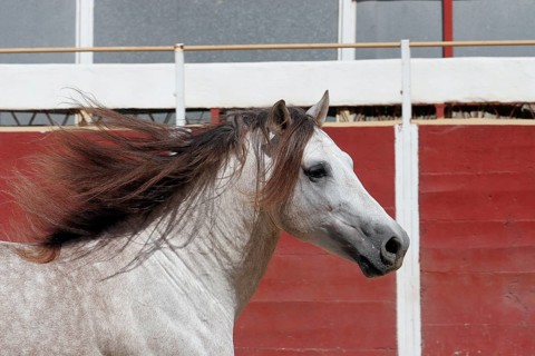 Andalusian, Andalusian horse, Antequerra, Andalusia, Spain, Europe