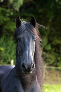 Friesian, Friesian horse