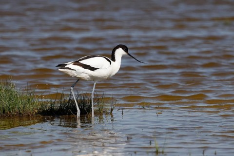 Black-capped avocet (Recurvirostra avosetta) wading through water, North Sea coast, Dithmarschen,