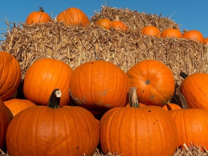 Pumpkins on a pile of straw bales under a blue sky, bright autumn colours, many orange pumpkins at