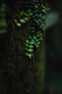 Nature detail shot of pennywort growing on a tree trunk and illuminated by the morning sun. Taken