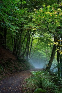 A forest path in a mixed forest with many beech trees in autumn. A chestnut tree to the right of