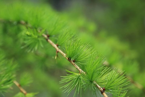 Larch (Larix), branch, detail