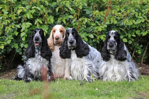 Cocker Spaniel, group picture